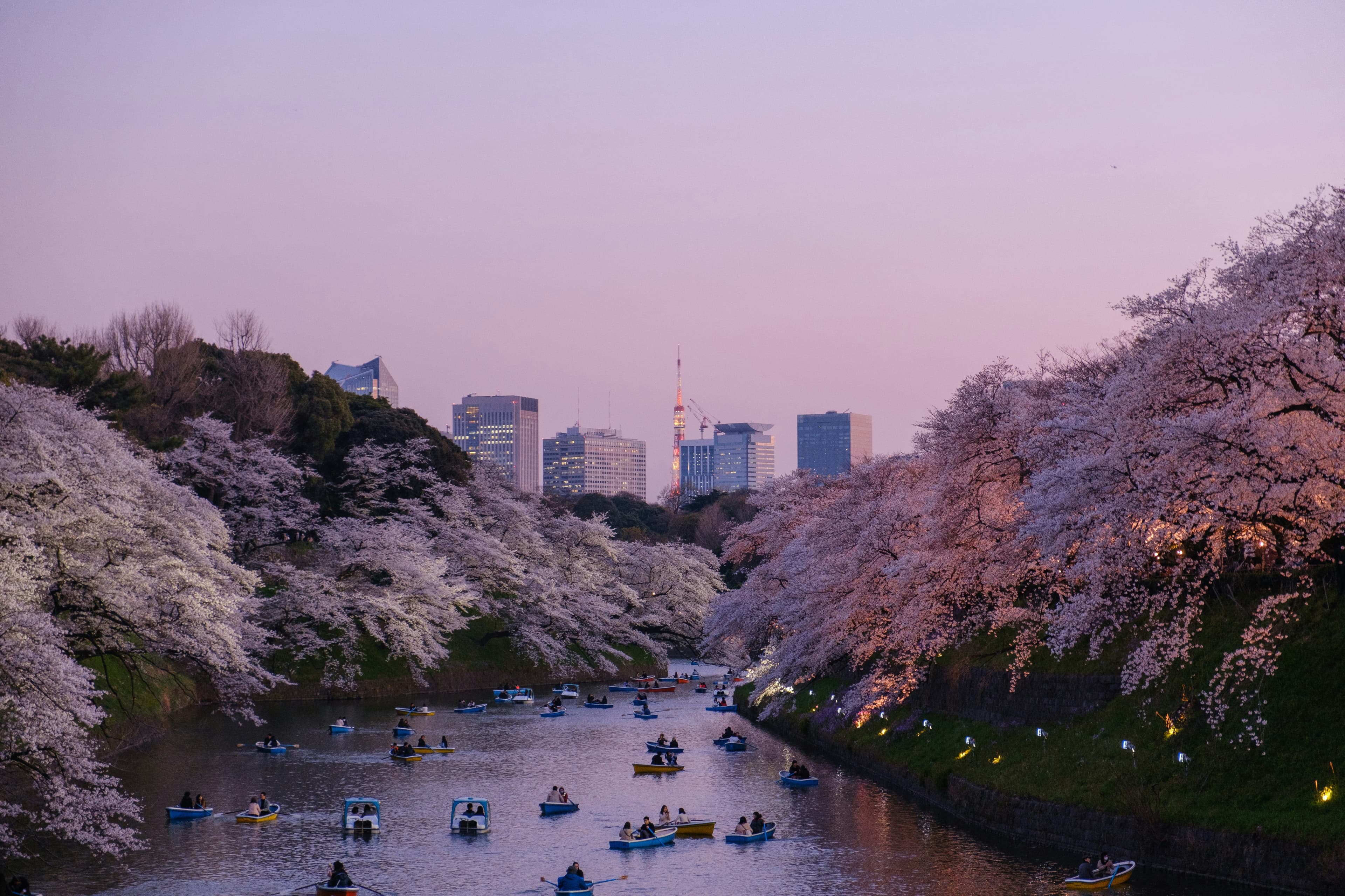 Cherry blossoms framing a quiet street view in Japan